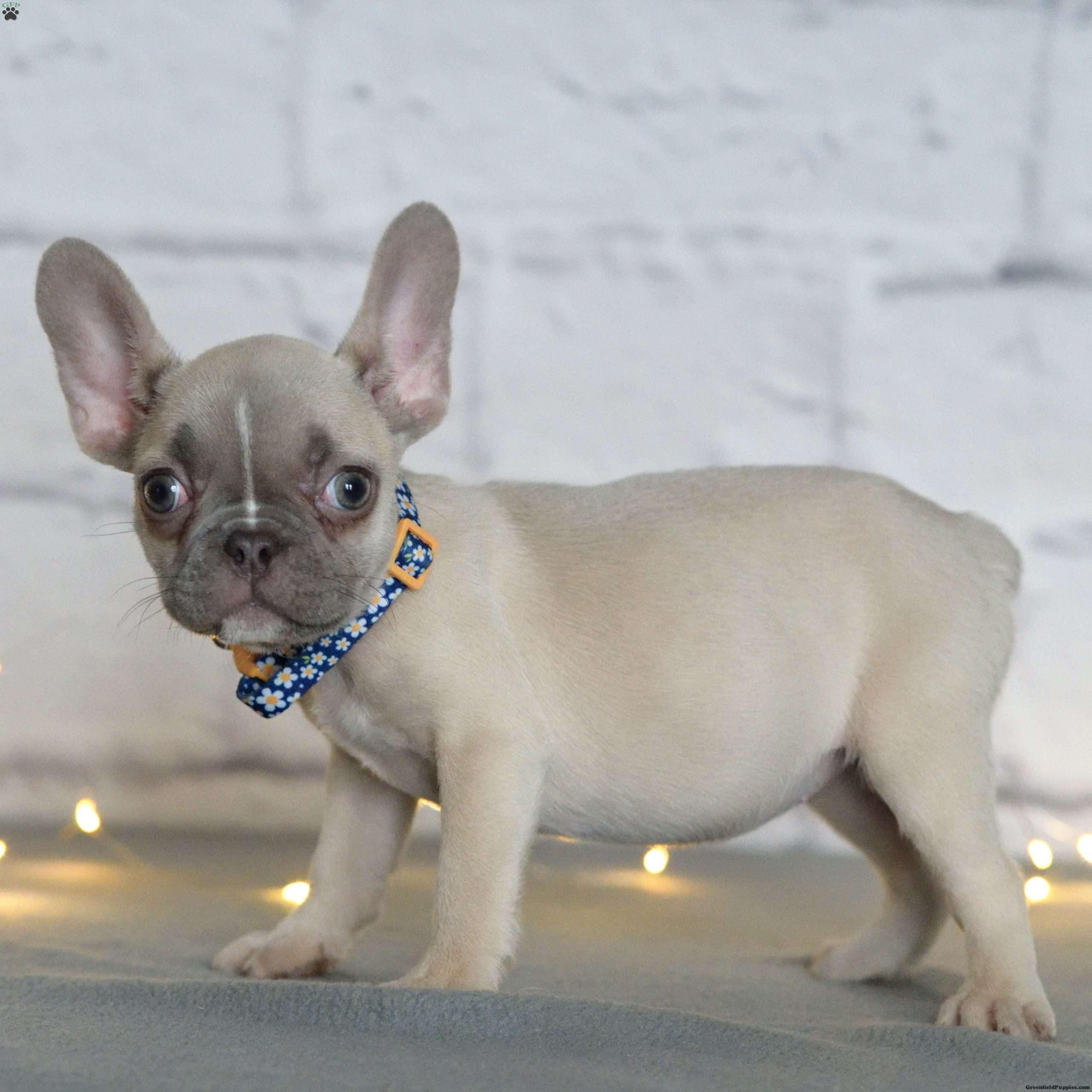Jill French Bulldog Puppy For Sale in Pennsylvania